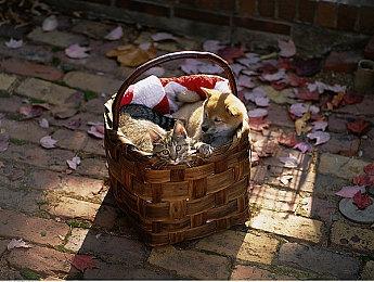 米哈游新作《绝区零》全新PV公布 首测已开启