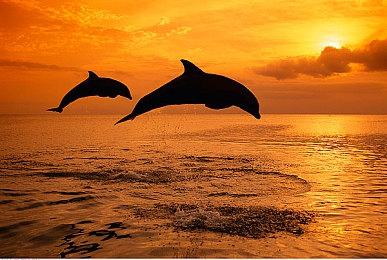 《游戏王：大师决斗》将推出新卡牌包 4月4日上线